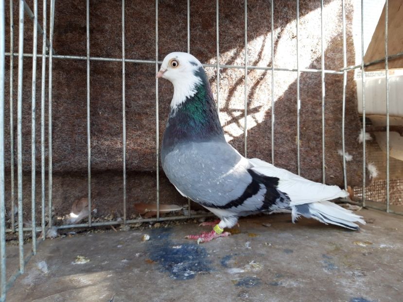  - jucatori galateni rasa Ghita Rosu