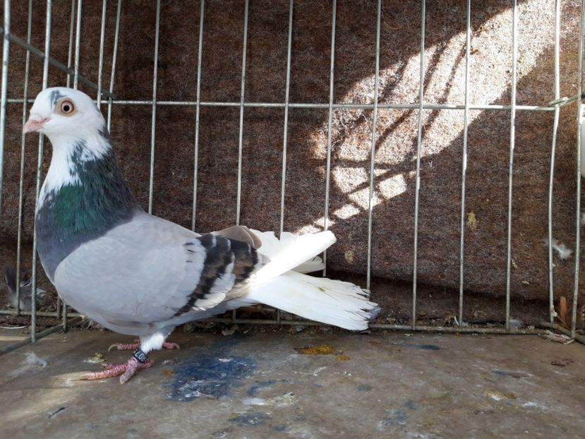  - jucatori galateni rasa Ghita Rosu