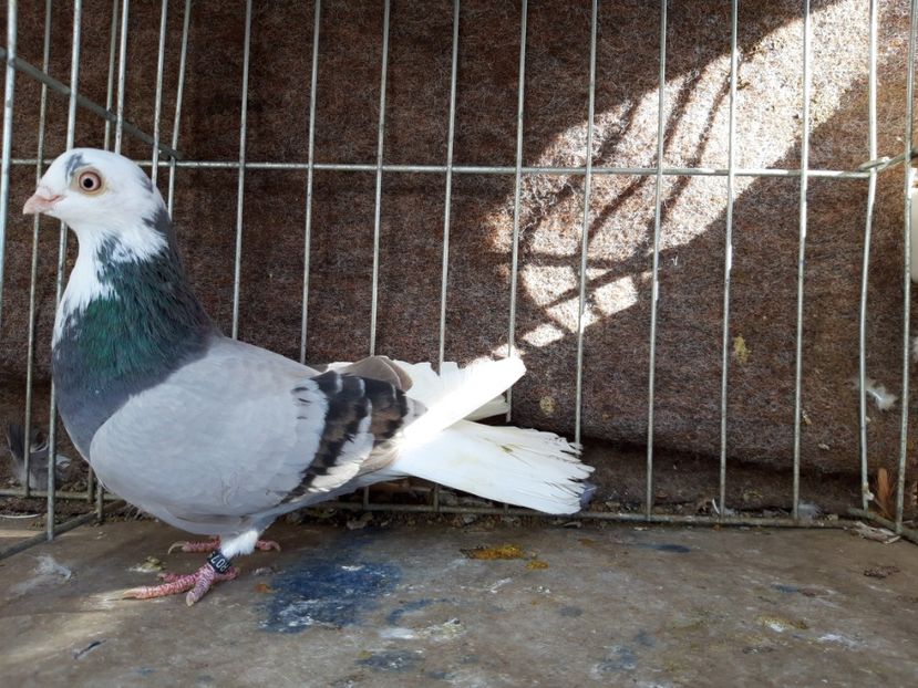  - jucatori galateni rasa Ghita Rosu