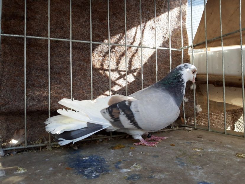  - jucatori galateni rasa Ghita Rosu