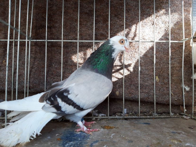  - jucatori galateni rasa Ghita Rosu