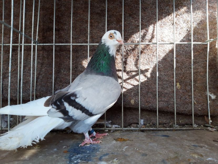  - jucatori galateni rasa Ghita Rosu