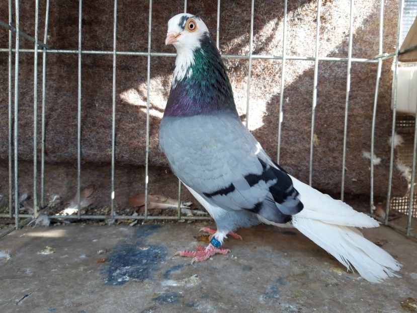  - jucatori galateni rasa Ghita Rosu