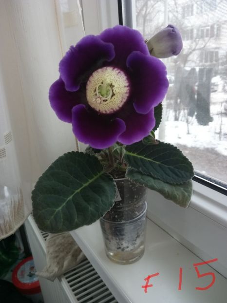 Nr15 - Gloxinii din semințele obținute de mine 2018-2019