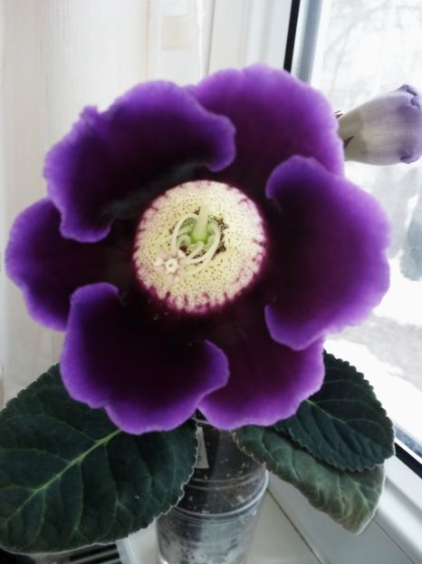 Nr15 - Gloxinii din semințele obținute de mine 2018-2019