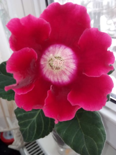 Nr16 - Gloxinii din semințele obținute de mine 2018-2019