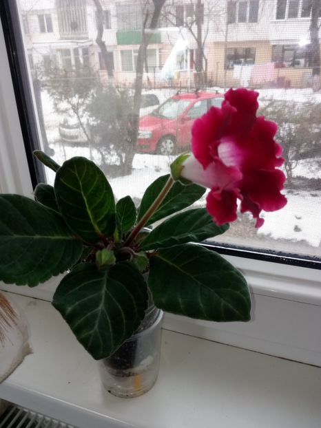 Nr16 - Gloxinii din semințele obținute de mine 2018-2019