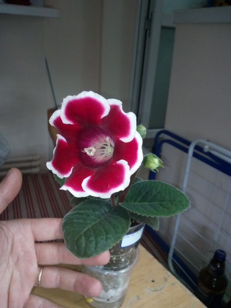 Nr14 - Gloxinii din semințele obținute de mine 2018-2019