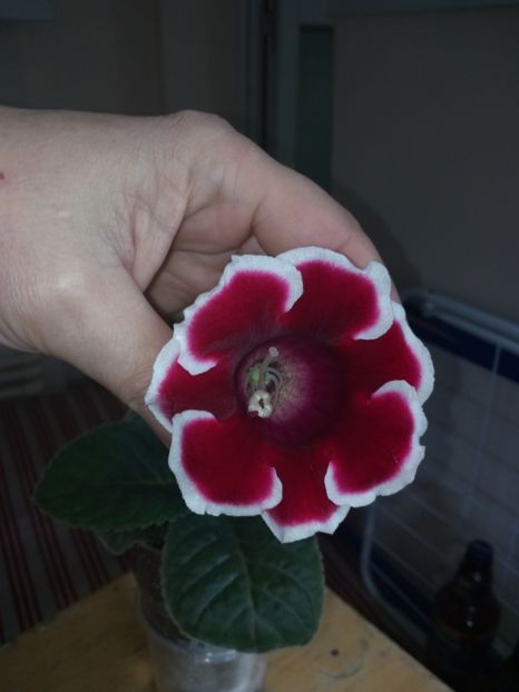 Nr14 - Gloxinii din semințele obținute de mine 2018-2019