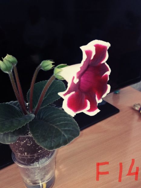 Nr14 - Gloxinii din semințele obținute de mine 2018-2019