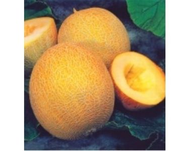 seminte-semi-profesionale-de-legume-pepene-galben-ananas-f1-0-05-kg-346-410x326 - Sectiunea 1A-Gaini mii de flori -oua si puisori!
