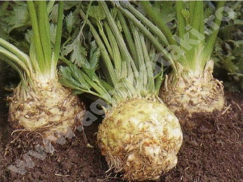  - Sectiunea 1A-Gaini mii de flori -oua si puisori!