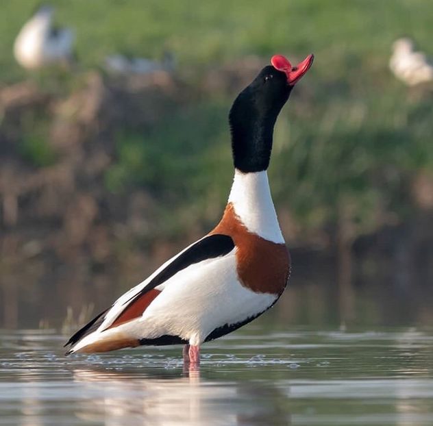 Călifar alb - Un fel de rai pe pământ!