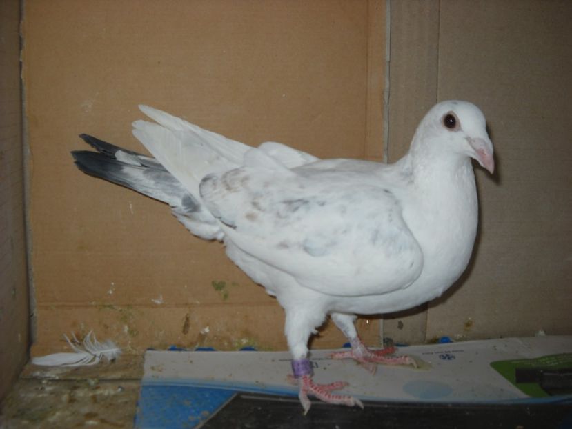 F.2 - PORUMBEI VANDUTI