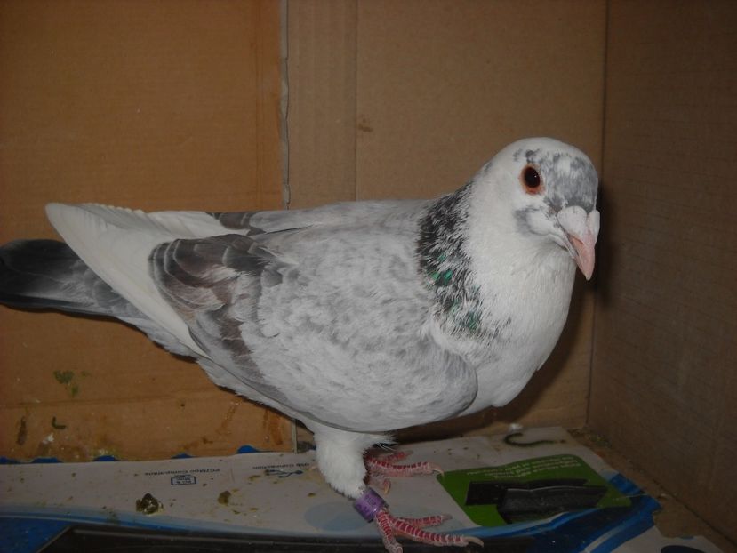  - UNDEVA IN SUCEAVA arhiva