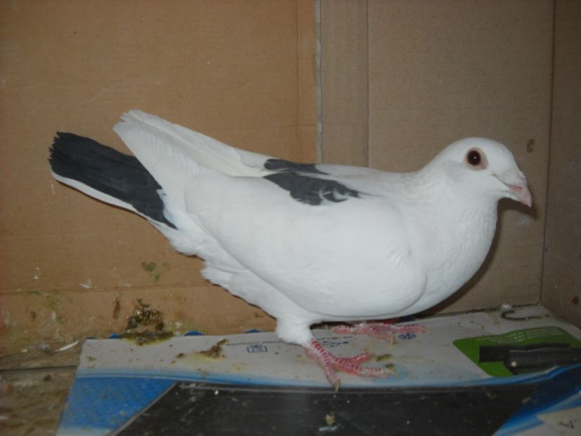 F.3 - PORUMBEI VANDUTI