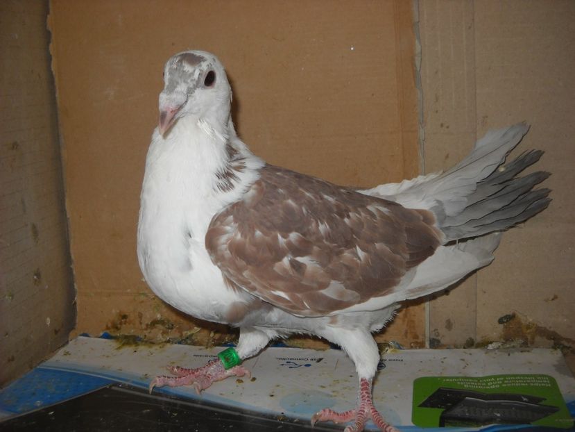  - UNDEVA IN SUCEAVA arhiva