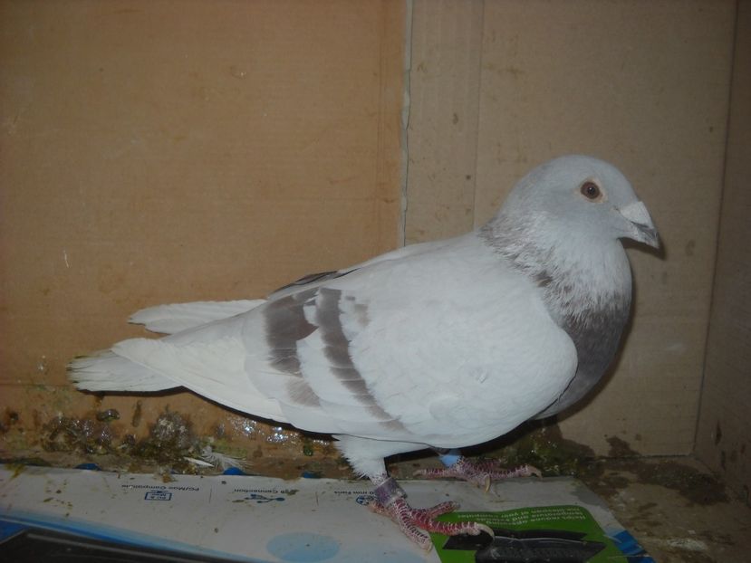  - UNDEVA IN SUCEAVA arhiva