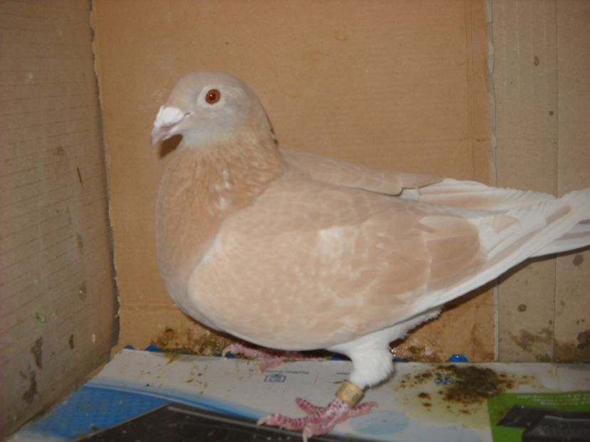  - UNDEVA IN SUCEAVA arhiva