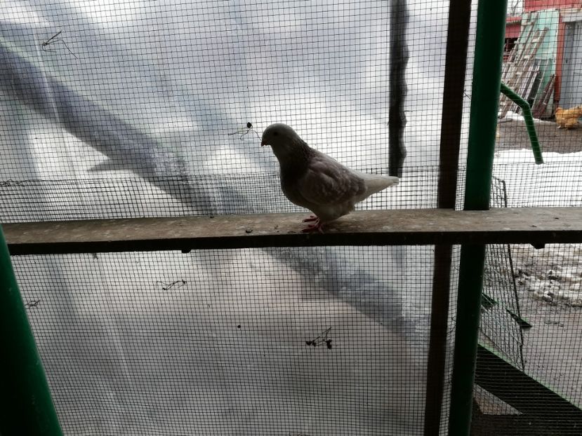 baiat 2018 - porumbei 2018