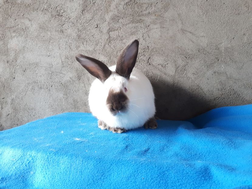 Femela 3 luni - DE VANZARE -2023