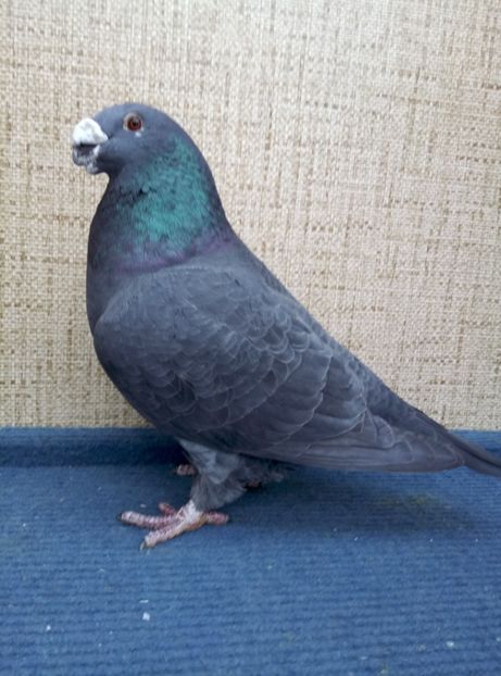 1-0 2017(neinelat) 200 lei - 2019 ASR De VANZARE