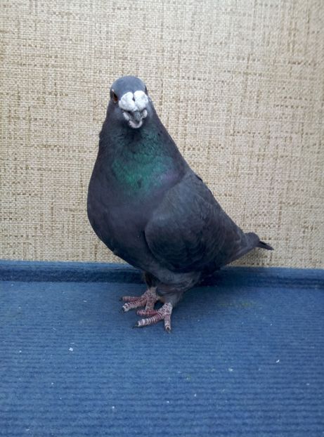 Aceelasi - 2019 ASR De VANZARE