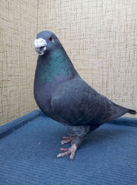 Aceelasi - 2019 ASR De VANZARE