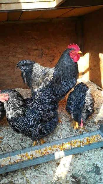  - Plymouth rock barat matca 2019