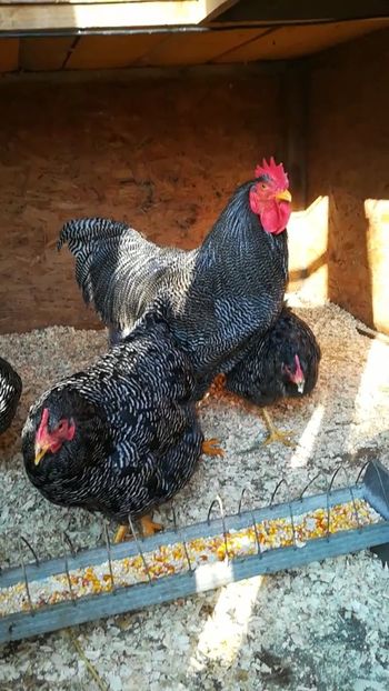  - Plymouth rock barat matca 2019