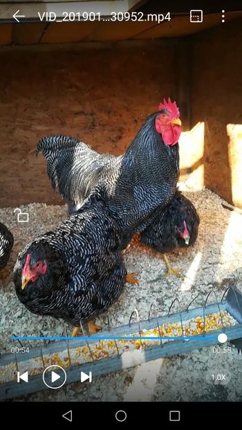  - Plymouth rock barat matca 2019