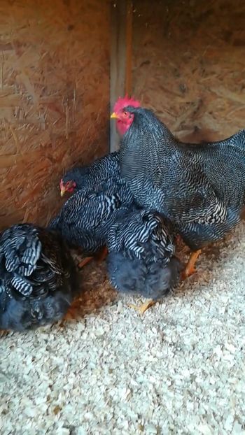  - Plymouth rock barat matca 2019