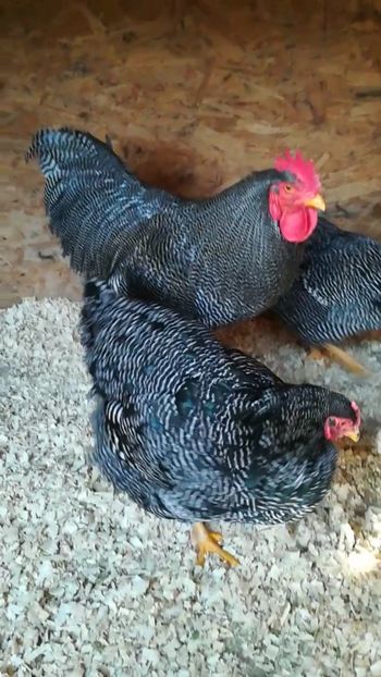  - Plymouth rock barat matca 2019