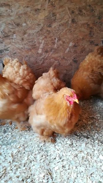  - Cochinchina urias galben 2019 FAM 1