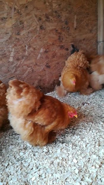  - Cochinchina urias galben 2019 FAM 1