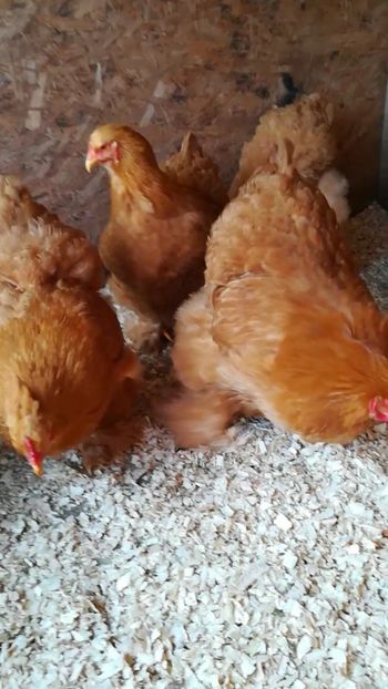  - Cochinchina urias galben 2019 FAM 1