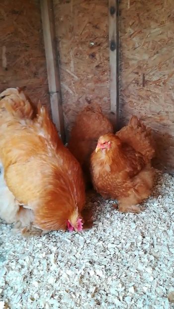  - Cochinchina urias galben 2019 FAM 1