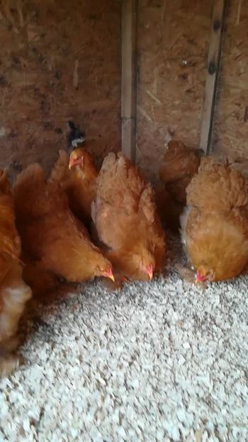  - Cochinchina urias galben 2019 FAM 1