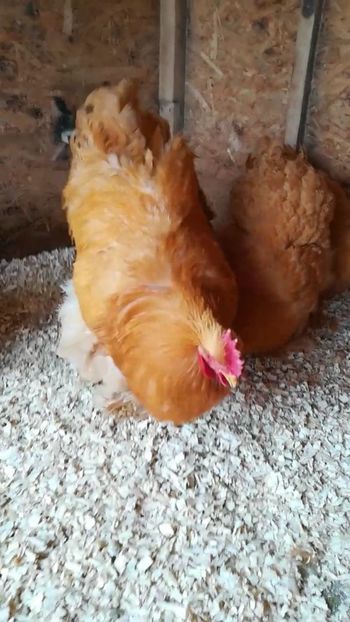  - Cochinchina urias galben 2019 FAM 1