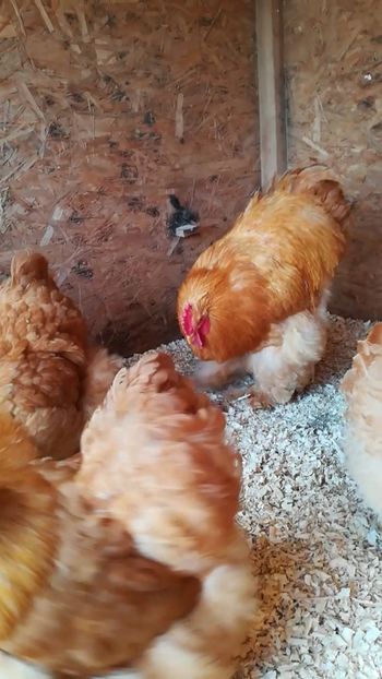  - Cochinchina urias galben 2019 FAM 1