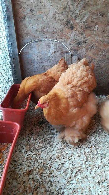  - Cochinchina urias galben 2019 FAM 1