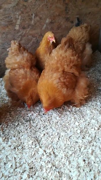  - Cochinchina urias galben 2019 FAM 1