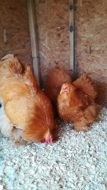  - Cochinchina urias galben 2019 FAM 1