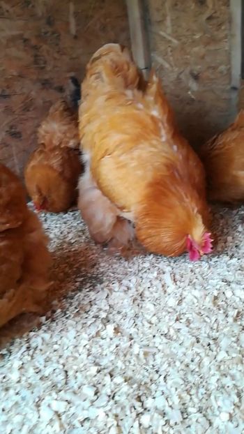  - Cochinchina urias galben 2019 FAM 1