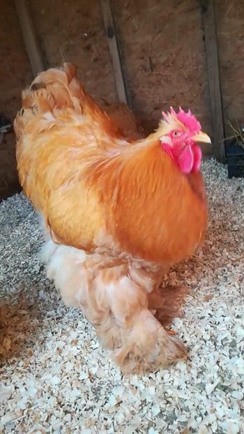  - Cochinchina urias galben 2019 FAM 1