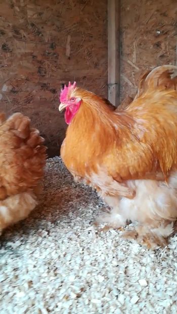  - Cochinchina urias galben 2019 FAM 1