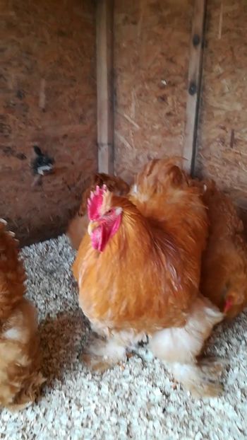  - Cochinchina urias galben 2019 FAM 1