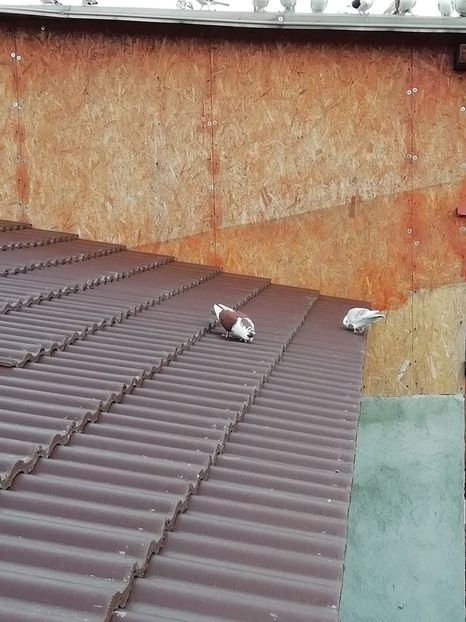  - B-Demolarea Vechilor Volerii si Construirea Celor Noi