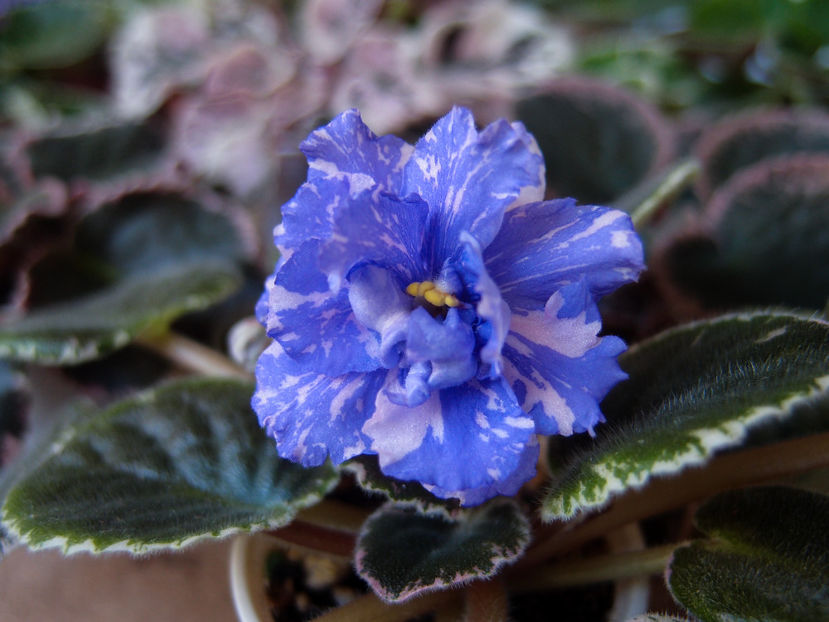 P6300474 - RS Underwater Ball
