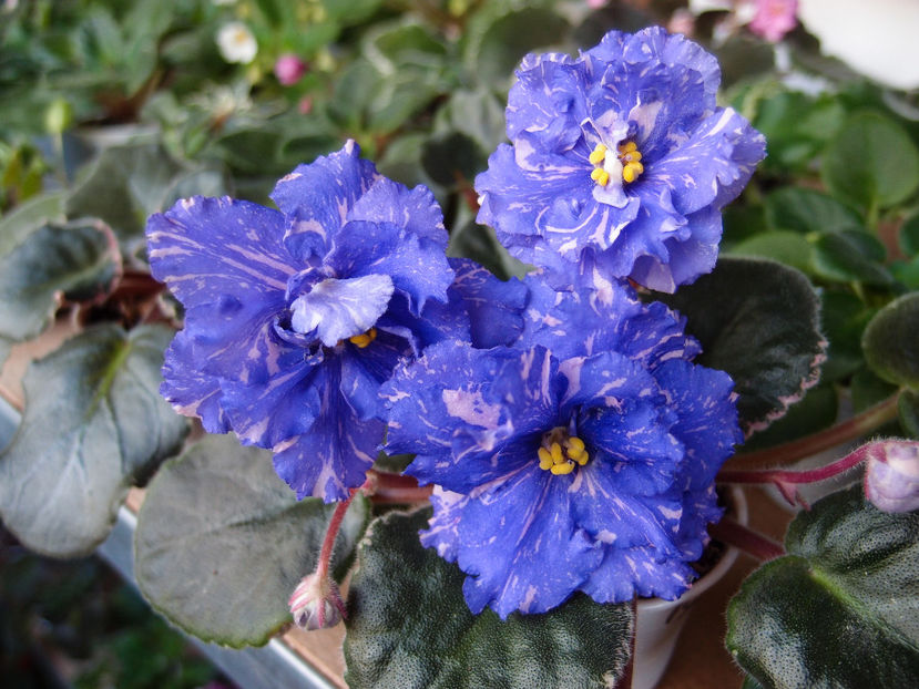 PB274847 - RS Underwater Ball